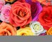 [obrazky.4ever.sk] Farebne kvety 1822342.jpg